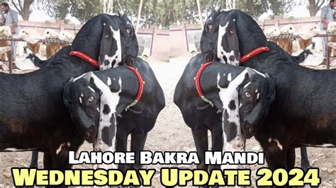 Wednesday Update Lahore Bakra Mandi Desi Bakre Breeder Beetal Amritsari