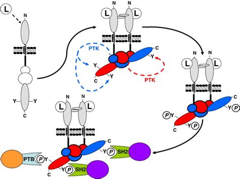 Erbb Receptors Their Ligands And The Consequences Of Their Activation