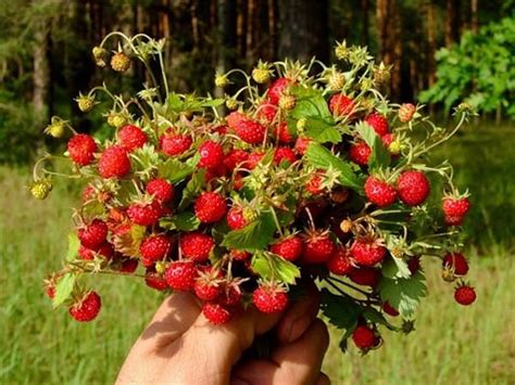 Когда созревает земляника