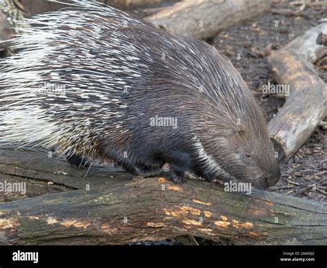 Indian Crested Porcupine Hystrix Indica Captive Stock Photo Alamy