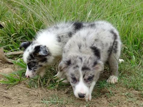 Filhote De Border Collie Parcelamento Sem Juros