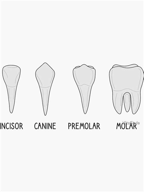 Types Of Human Teeth Dental Students Sticker For Sale By VitaStyle