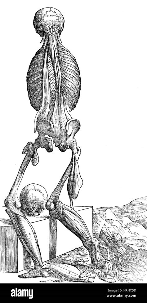 Anatomie De La Musculature Humaine Vesalius Banque De Photographies Et