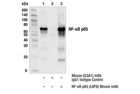 NFkB P65 Antibody L8F6 Cell Signaling Technology