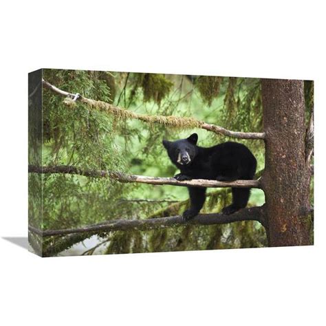 X In Black Bear Cub In Tree Along Anan Creek Tongass National