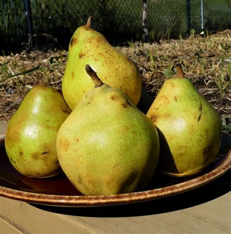 Comice Pear Tree For Sale | NatureHills.com – Nature Hills Nursery