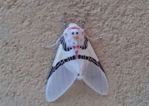 Moth With A Chicken Face On Its Back Rpareidolia