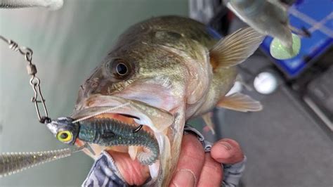 3623 Table Rock Lake Video Fishing Report Table Rock Lake Fishing