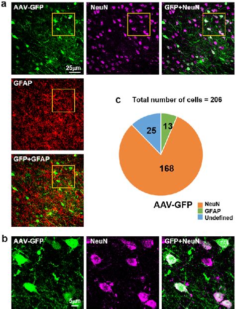 Infection By Aav A Immunostaining Of Neun Red In Horizontal Line