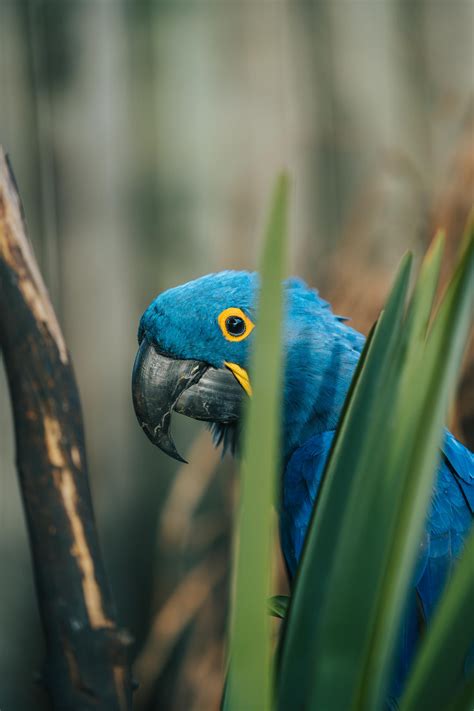 Hyacinth Macaw - Cougar Mountain Zoo