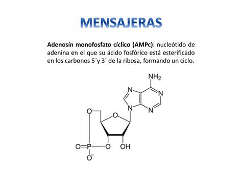 NUCLEÓTIDOS NO NUCLEICOS ppt descargar