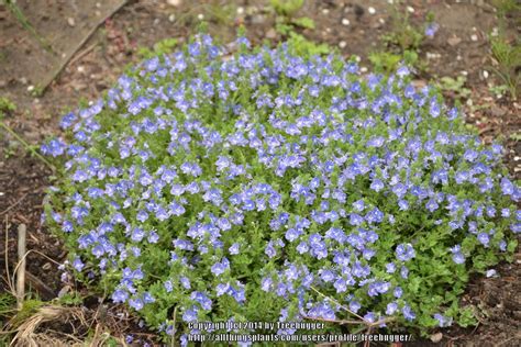 Photo Of The Entire Plant Of Creeping Speedwell Veronica Tidal Pool