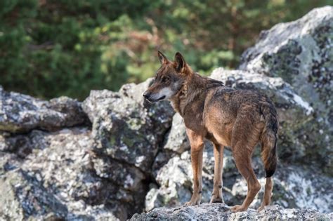 O Lobo Ib Rico Foto Premium