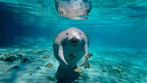 How Long Can a Manatee Hold Its Breath? - American Oceans