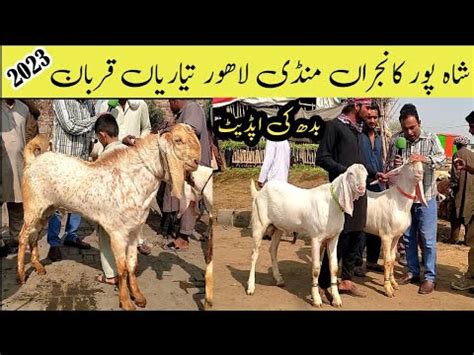 Wednesday Latest Update Shahpur Kanjra Mandi Lahore Qurbani Youtube