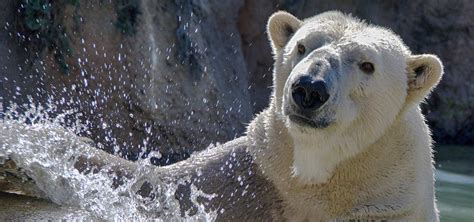 North Carolina Zoo mourns the loss of polar bear Payton | North Carolina Zoo