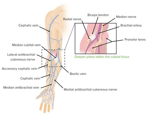 Cubital Fossa Contents And Anatomy Concise Medical Knowledge