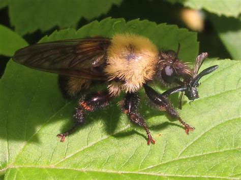 Laphria Sp Laphria Thoracica Bugguidenet