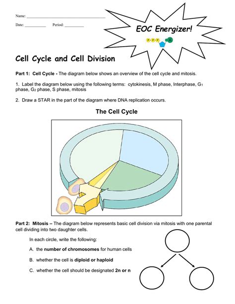 The Cell Cycle Worksheet