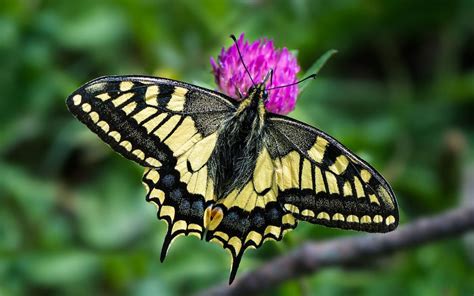 Que Esp Cie Esta Lagarta Da Borboleta Cauda De Andorinha Wilder