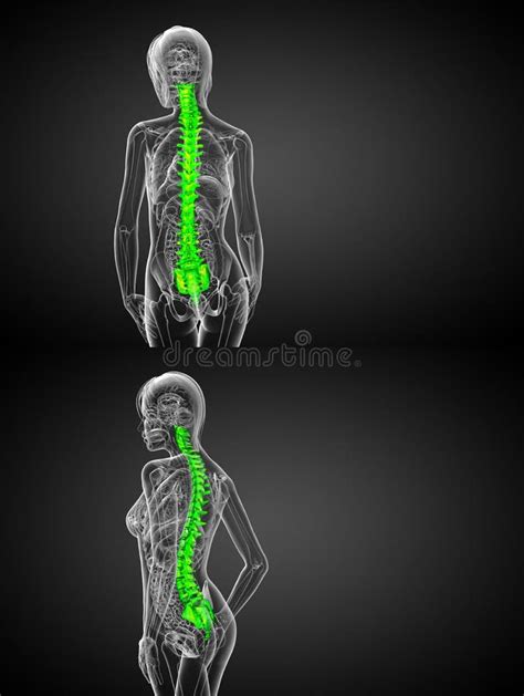 Human Spine Stock Illustration Illustration Of Cervical