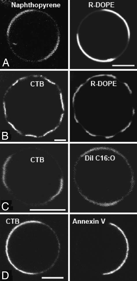 Large Scale Fluidfluid Phase Separation Of Proteins And Lipids In