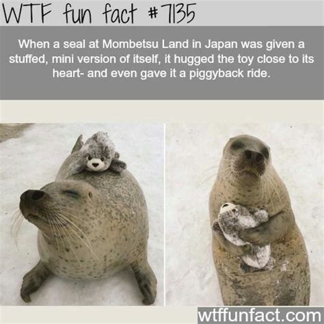 Cute Baby Seal Meme