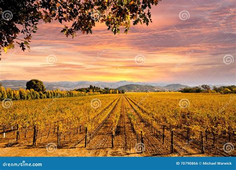 Napa Valley Vineyards Autumn Sunset Stock Photo Image Of Grapevine