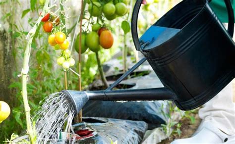 Larrosage Des Tomates Outillage De Jardin