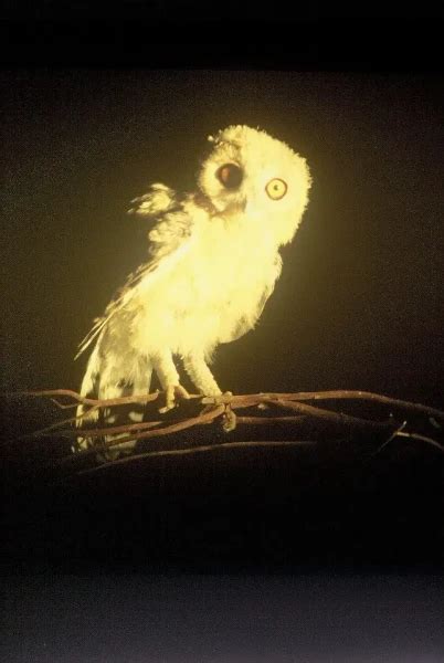 Desert owl - Facts, Diet, Habitat & Pictures on Animalia.bio