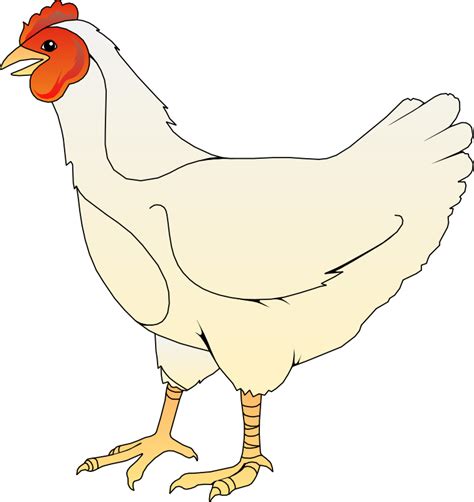 Gambar Ayam Kartun Newstempo