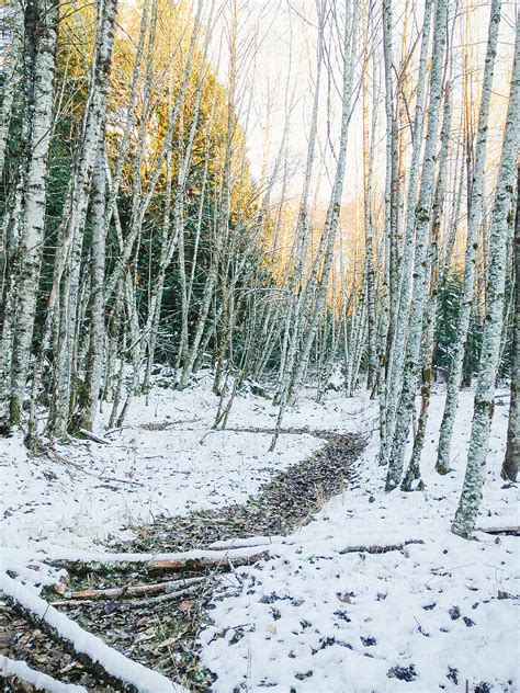 "Winding Path Through Birch Trees In Winter With Snow On Ground" by Stocksy Contributor "Luke ...