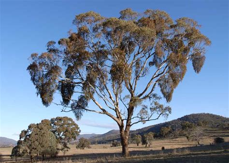 Yellow Box — Tree Sales