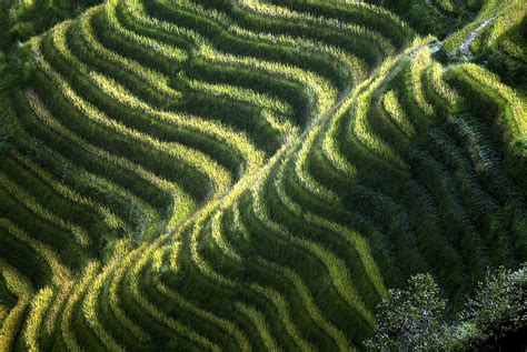 19 Photos Of Rice Terraces Guaranteed To Take Your Breath Away