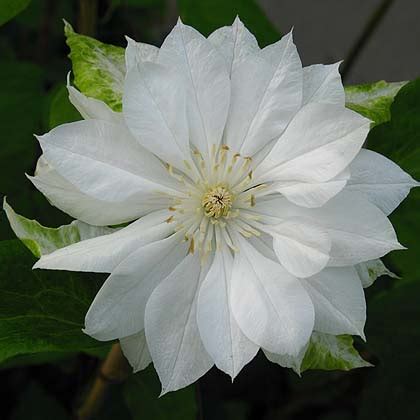 Clematis Yukiokoshi - Clematis Westphal