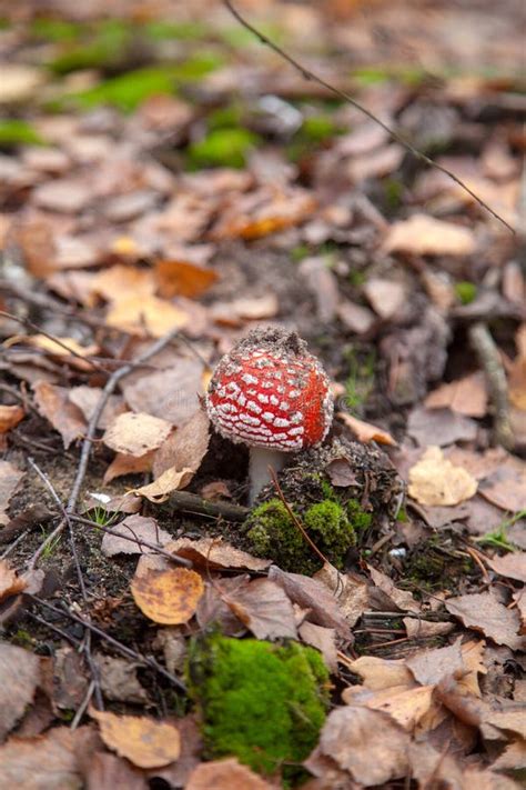 Amanita Muscaria Commonly Known As The Fly Fgaric Or Fly Amanita Stock