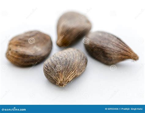 Palm Kernel Stock Photo Image 60933436