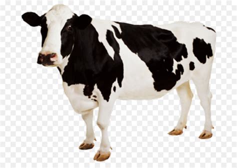 Free Jersey Cow Silhouette, Download Free Jersey Cow Silhouette png ...