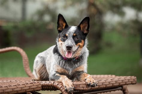 Top Blue Heeler Names: Find Your Pup's Perfect Match!