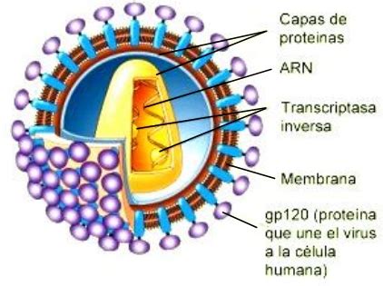 Virus arn; Ribovirus; Virus ARN de Roedores