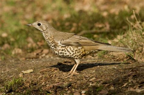 Mistle Thrush Turdus Viscivorus Linnaeus 1758