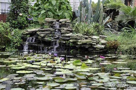 American Aquatic Gardens Agua Be Waterlelies En Lotus