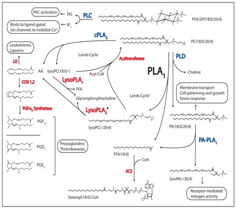 Ijms Free Full Text Phospholipases A1