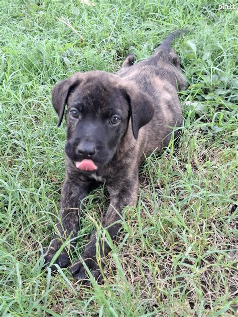 Cane. Corso and German Shepard Mix TT$750 №559037 in North East - Dogs - sell, buy, ads on Pin.tt