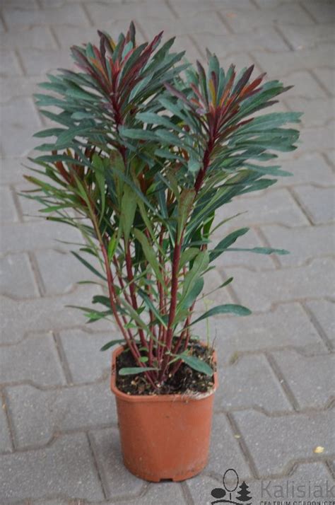 Euphorbia Amygdaloides Purpurea Wilczomlecz Migda Olistny