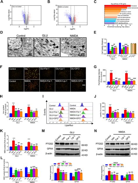 Nmdars Activation Regulates Endothelial Ferroptosis Via The Pp A Ampk