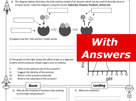 Enzymes Home Learning Worksheet Gcse Teaching Resources