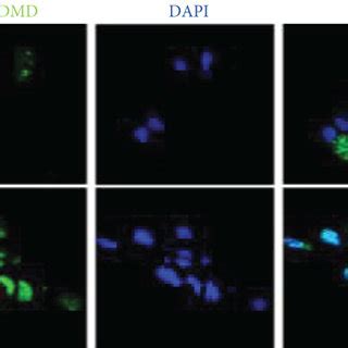 Pyroptosis Of The LPS Induced HK 2 Cells A Cell Viability Of HK 2