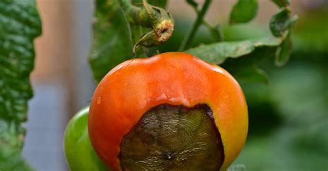 Blütenendfäule bei Tomaten bekämpfen Helfen Brausetabletten