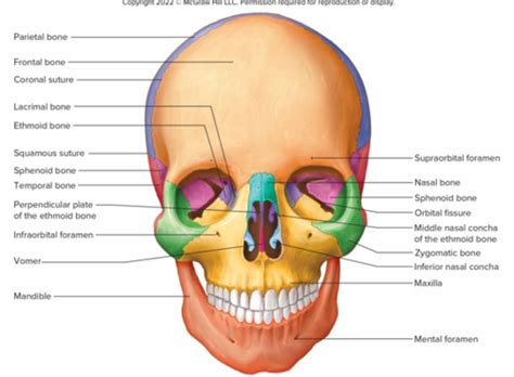 CH7 Axial Portion Cranium Facial Bones Flashcards Quizlet